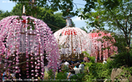 栃谷の夏祭り -The summer festival in Tochiya- Scene28
