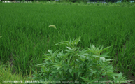 盛夏の稲 -Rice plants at midsummer- Scene1
