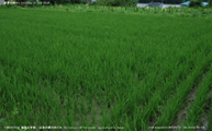 盛夏の稲 -Rice plants at midsummer- Scene2