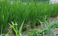 盛夏の稲 -Rice plants at midsummer- Scene3