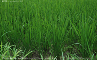 盛夏の稲 -Rice plants at midsummer- Scene5
