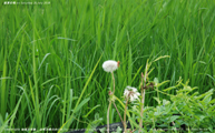 盛夏の稲 -Rice plants at midsummer- Scene6