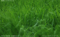 盛夏の稲 -Rice plants at midsummer- Scene7