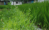 盛夏の稲 -Rice plants at midsummer- Scene8