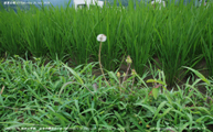 盛夏の稲 -Rice plants at midsummer- Scene9