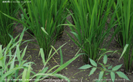 盛夏の稲 -Rice plants at midsummer- Scene10