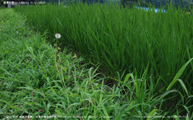 盛夏の稲 -Rice plants at midsummer- Scene11