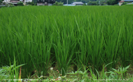 盛夏の稲 -Rice plants at midsummer- Scene12
