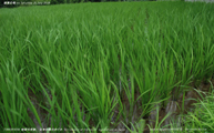 盛夏の稲 -Rice plants at midsummer- Scene13