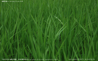 盛夏の稲 -Rice plants at midsummer- Scene14