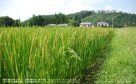 早秋の稲 -Rice plant in early autumn- Scene2
